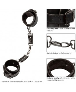 CALEXOTICS - EUPHORIA POLSINI